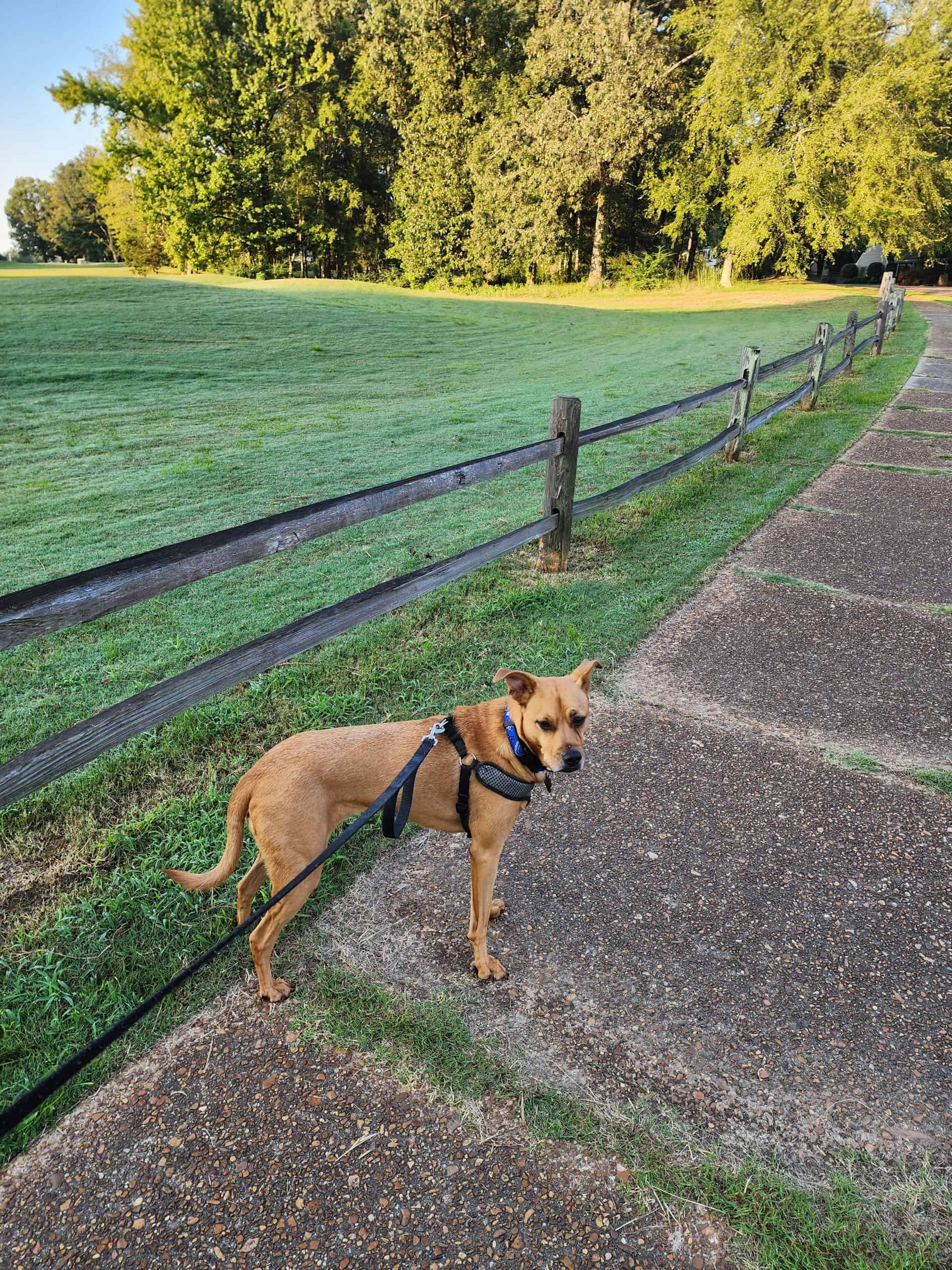 Tia Bryan and Riley | Adelman Travel