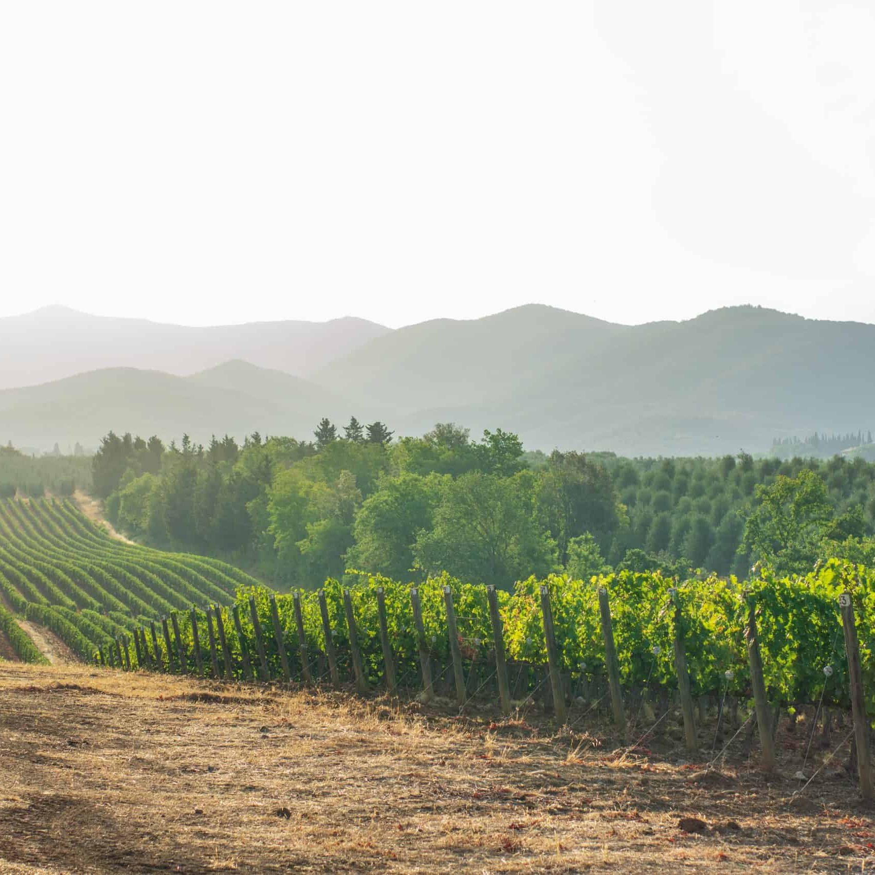 Vineyards in Livorno region (Tuscany) in the morning. Italy